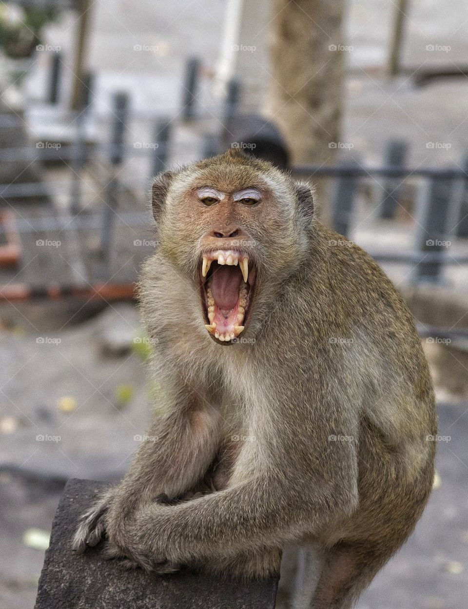 Close-up of monkey yawning