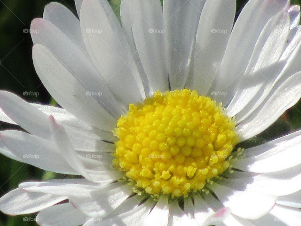 macro of a daisy