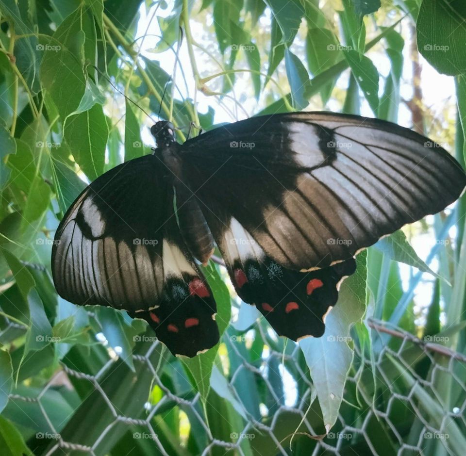 Papilio aegeus, the orchard swallowtail butterfly or large citrus butterfly is a species of butterfly from the family Papilionidae,