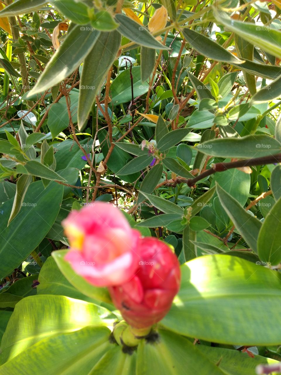 bem vindo foap natureza