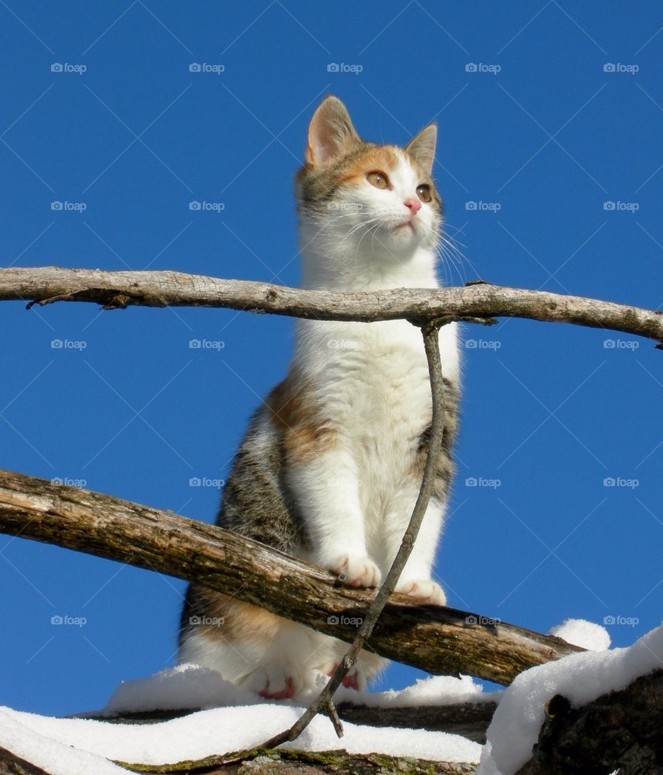 Portrait of cat in snow