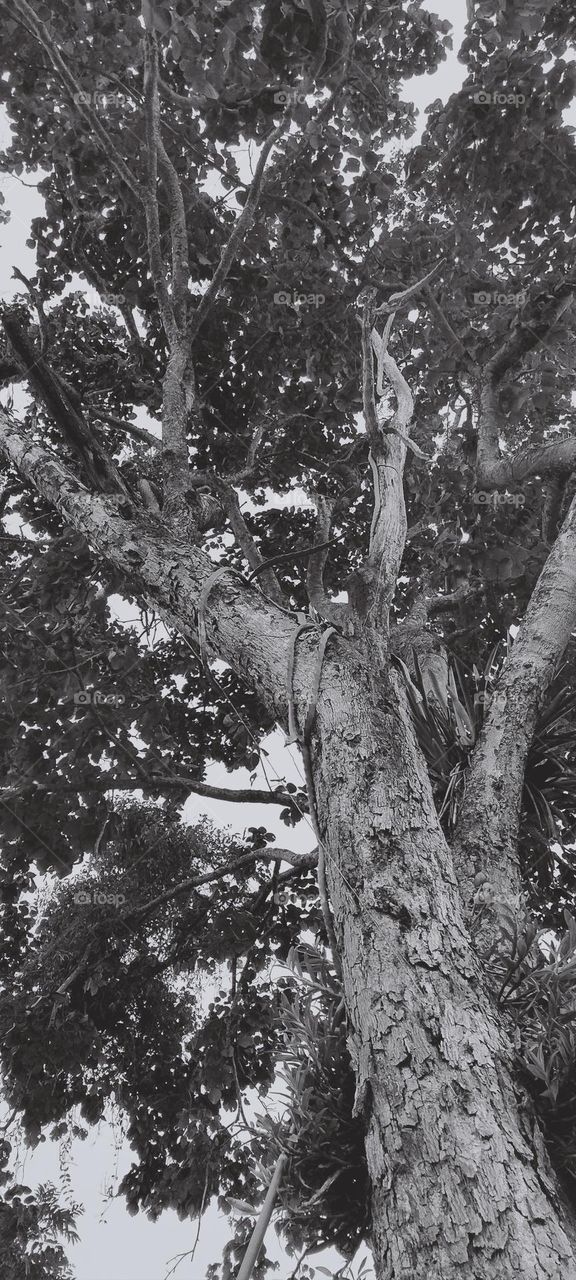 beautiful tree trunk