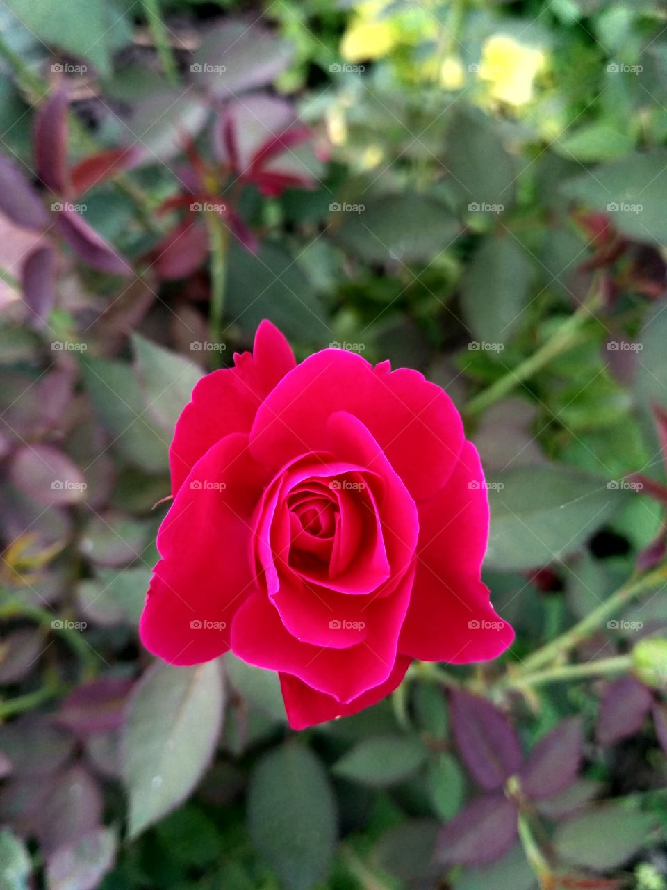 Red Rose "The flower of Love"