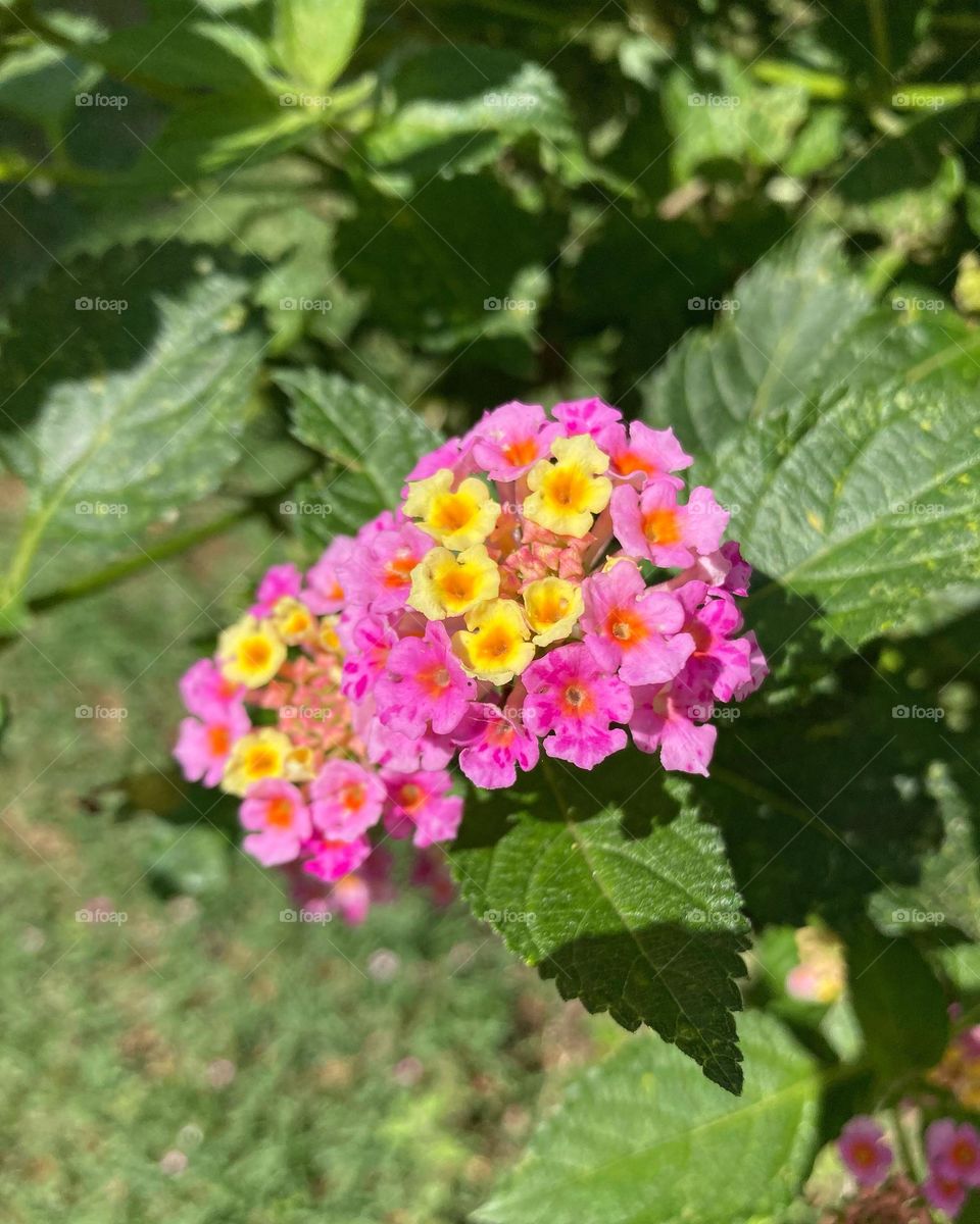 🌹 🇺🇸 Very beautiful flowers to brighten our day.  Live nature and its beauty. Did you like the delicate petals? / 🇧🇷 Flores muito bonitas para alegrar nosso dia. Viva a natureza e sua beleza. Gostaram das pétalas delicadas? 