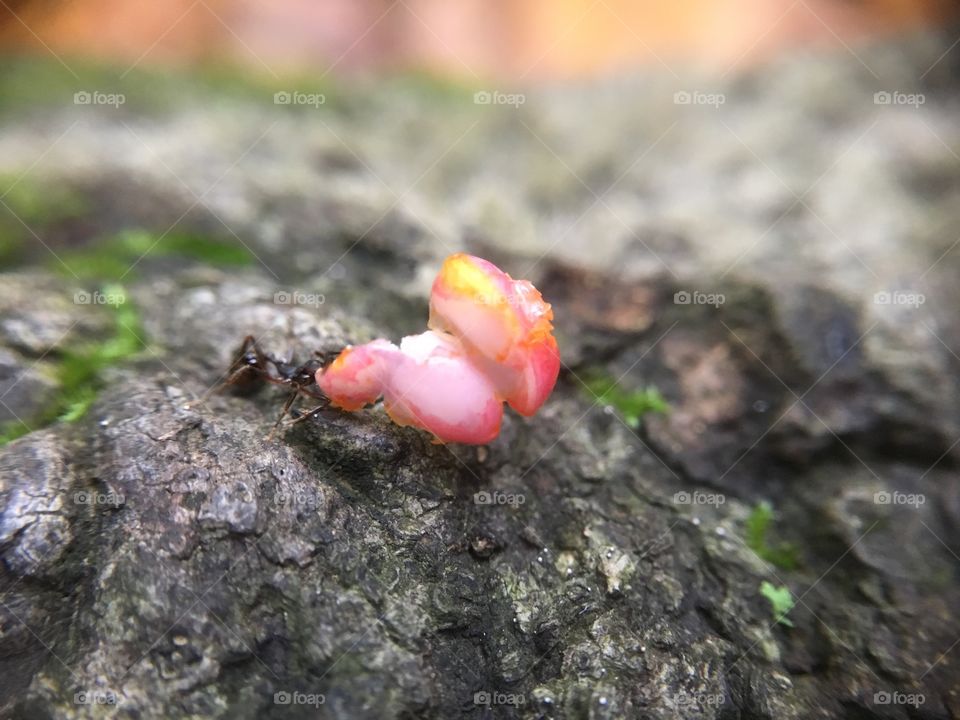 Ant pulling something