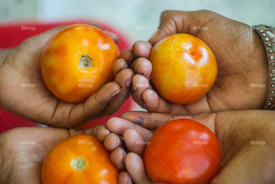 Human hands holding tomatoes