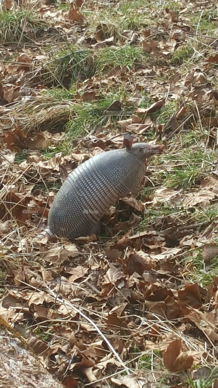 Armadillo