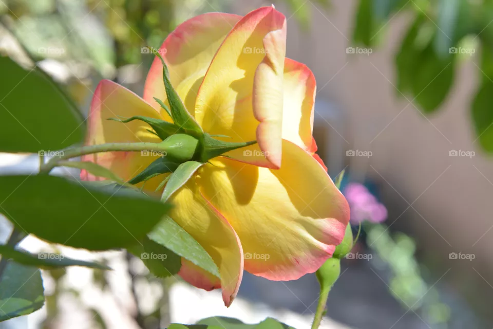 rose