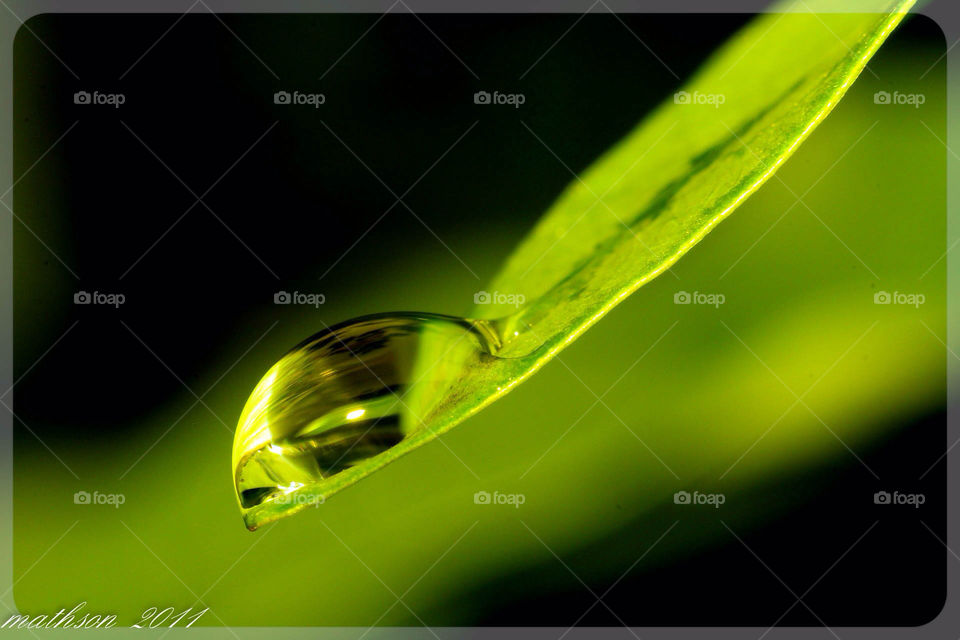 nature macro water leaf by mathsonlee