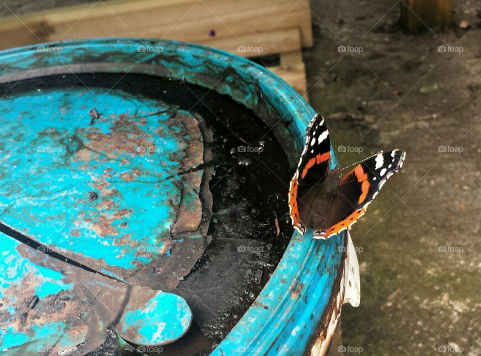 Urban butterfly. taken at a garden centre