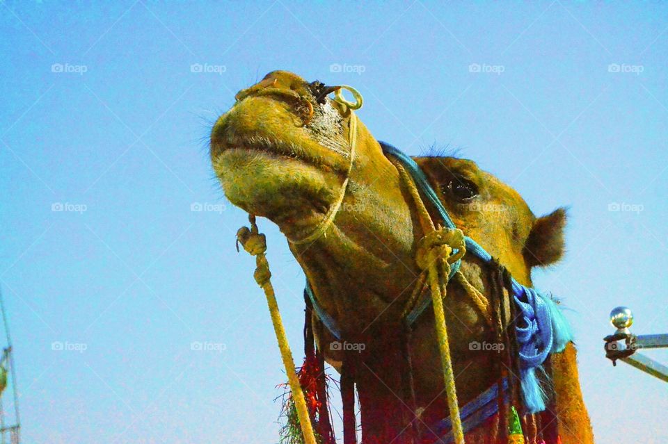 camel verry hangrry