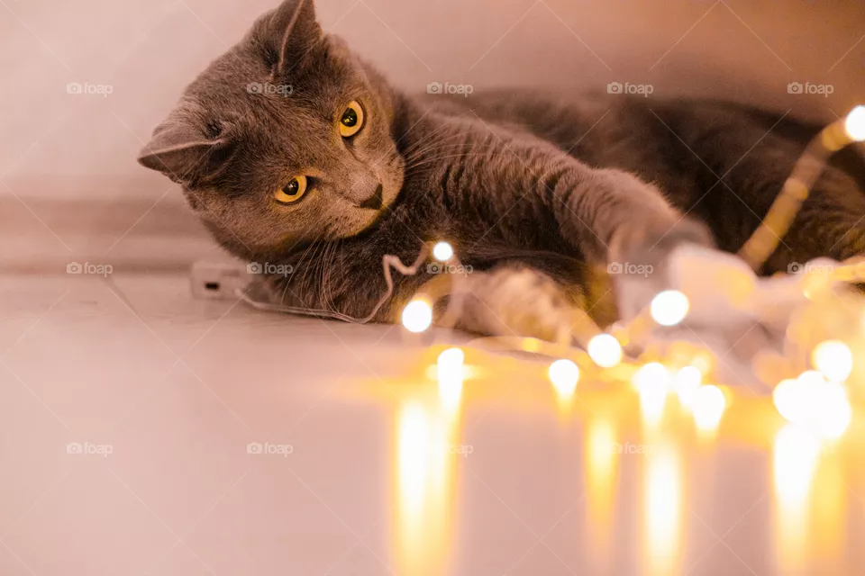 My cat