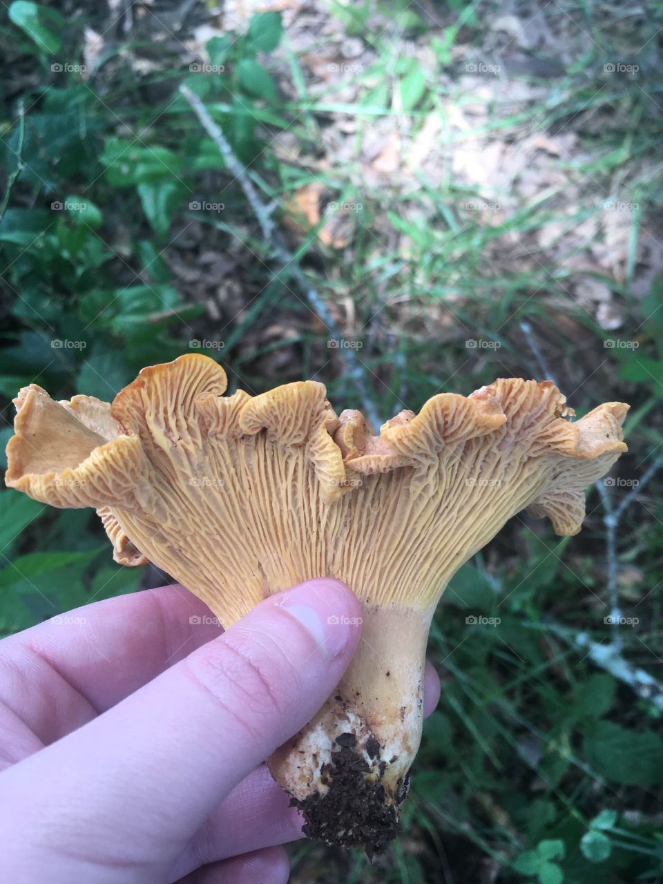Chanterelles 