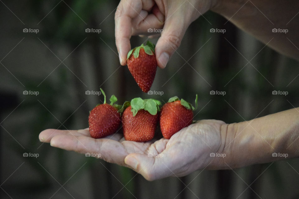 Strawberries on man hand