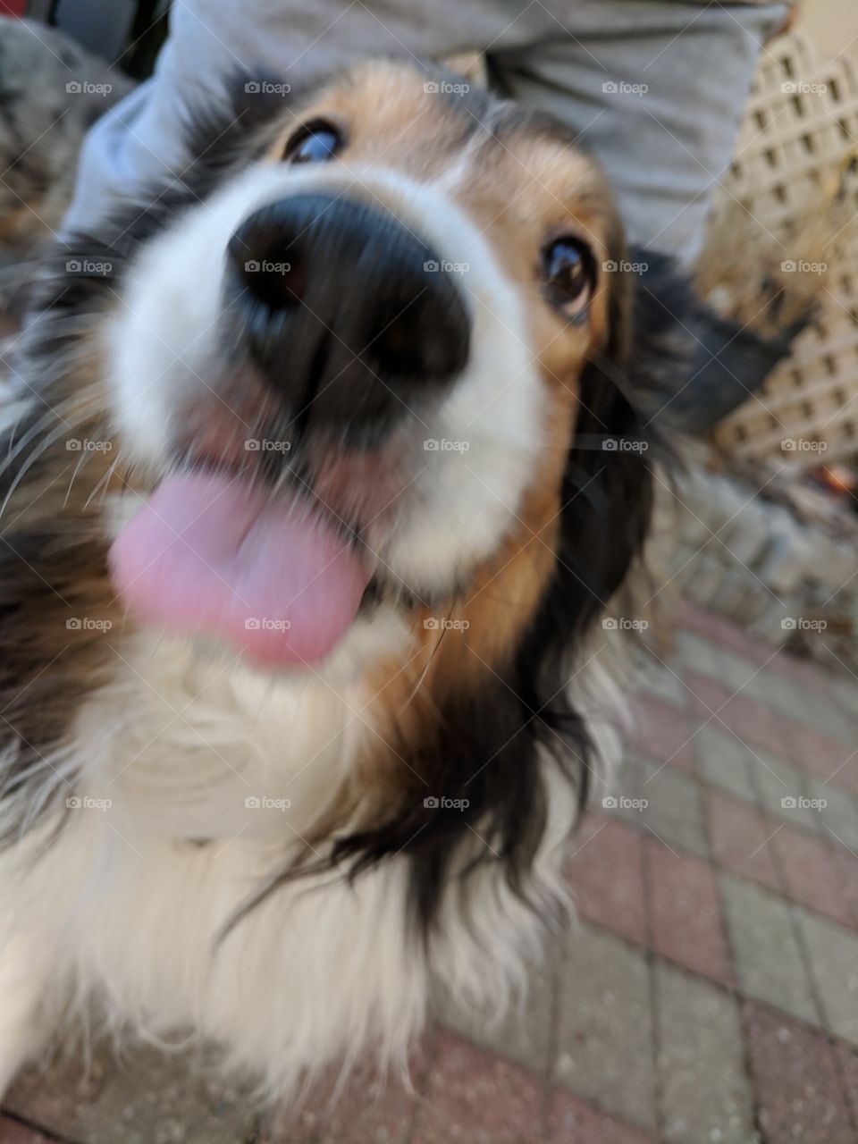 Sheltie kiss time, but you might get tounge.
