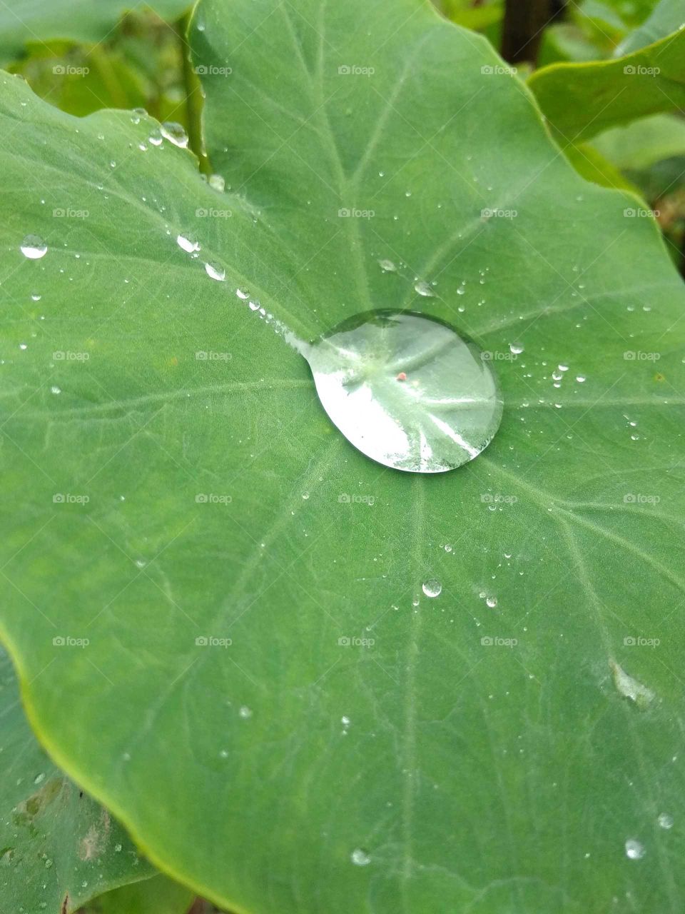 water drops of leaves