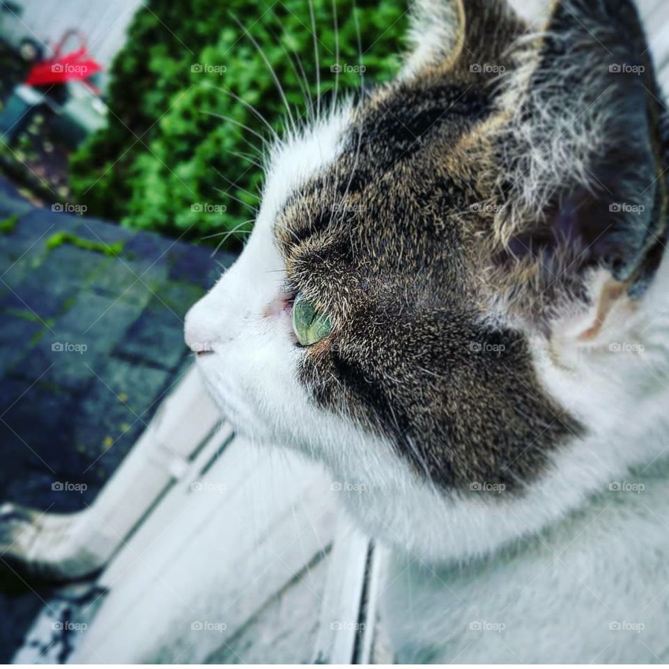 This is a photo of my model kitty Faye, she's a Tabby, with beautiful green eyes. Taken in the Fall of 2017, using my Essential phone camera.