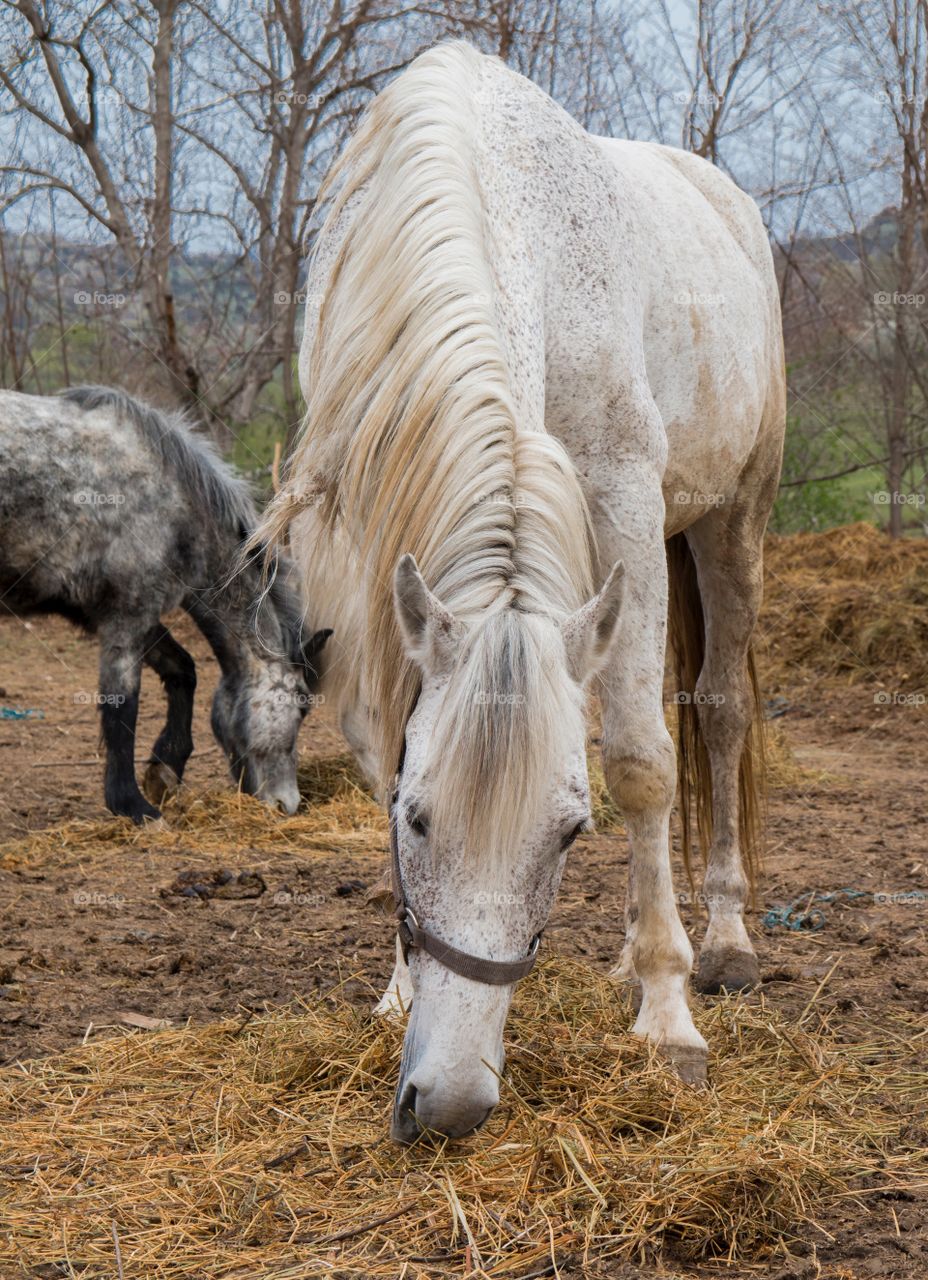 Horses portrait 