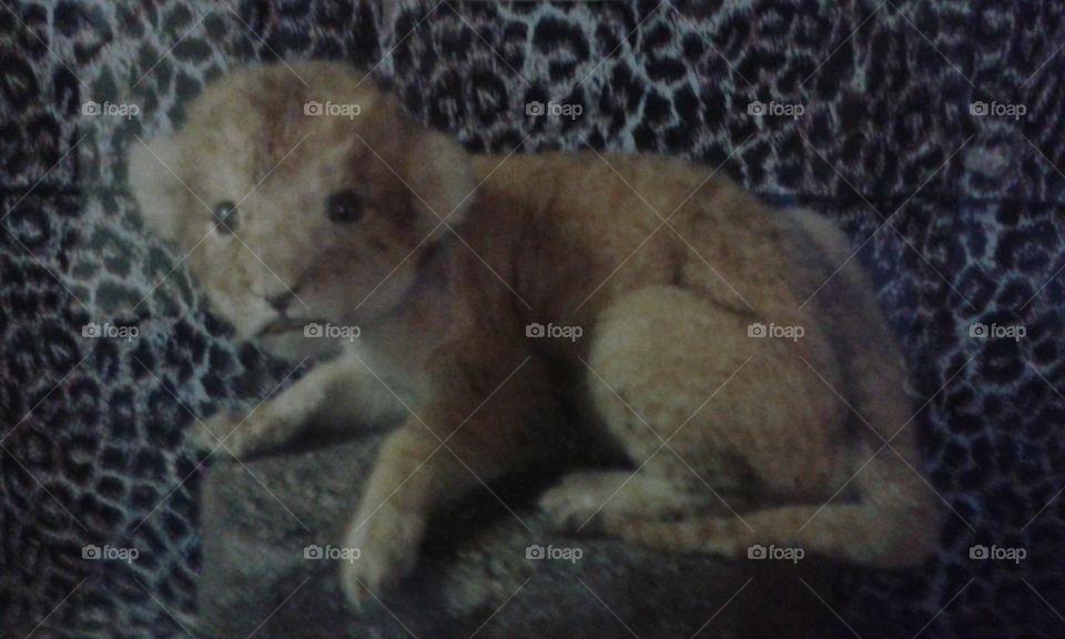 lion cub tiny