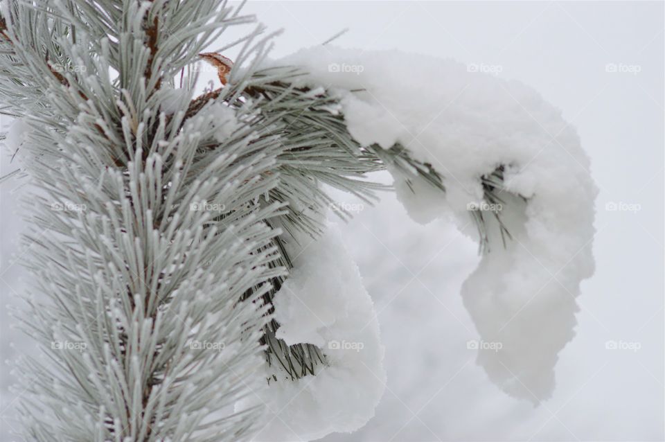 winter forest