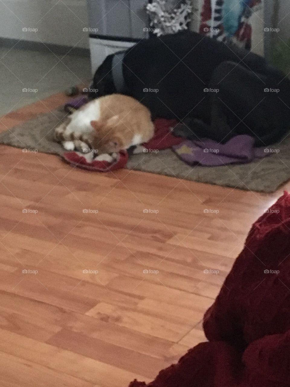 Kwanita and Tom napping 