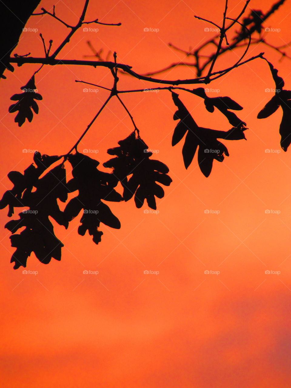 Silhouette of tree branch