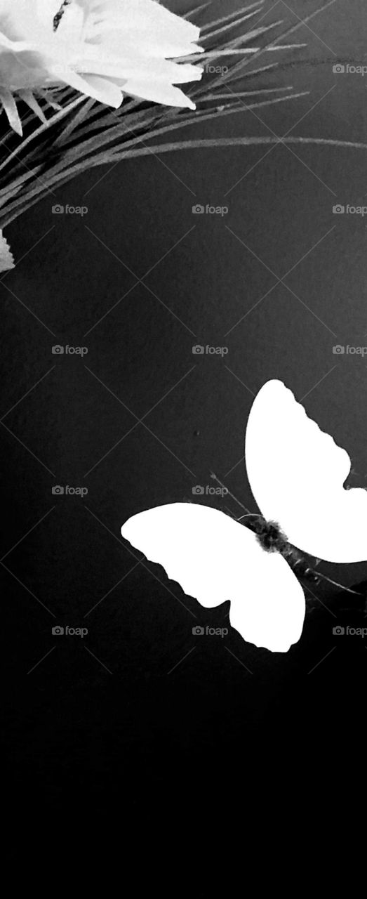 black and white butterfly