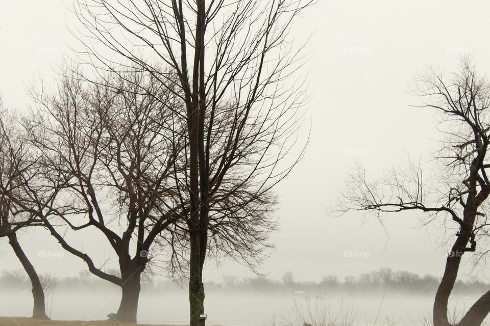 Trees by a fog covered lake, misty, moody and beautiful