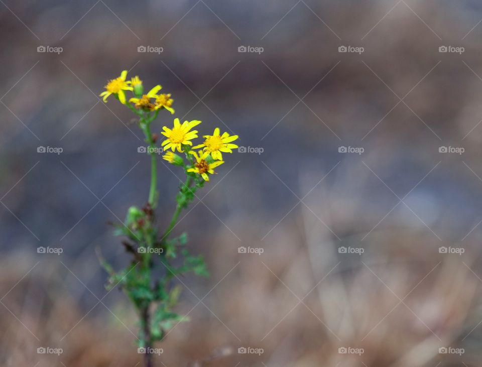 Little yellow flower in a brown field