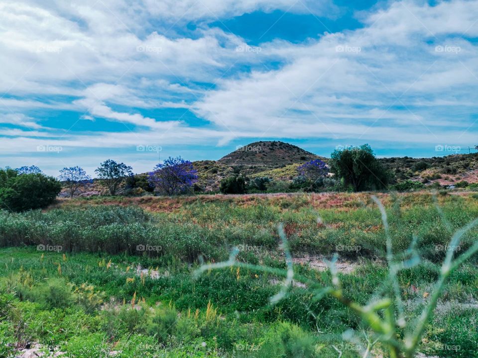 View of a hill and a river valley with jacaranda trees