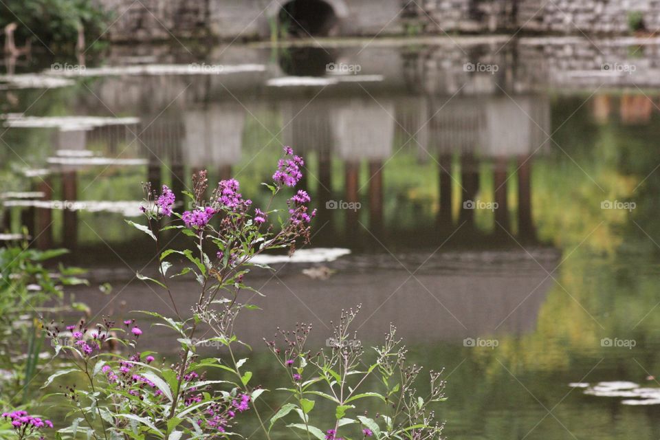 Reflection on water blossom beautiful lovely fresh