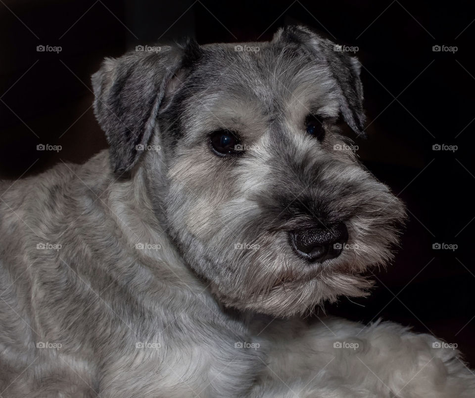 Portrait of a snouser