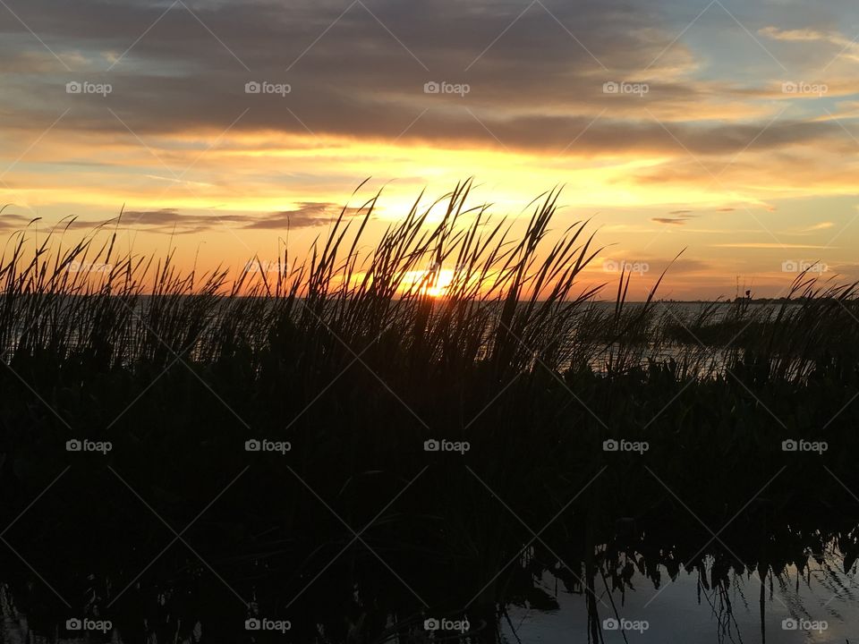 Beautiful sunset with the sun through reeds and water