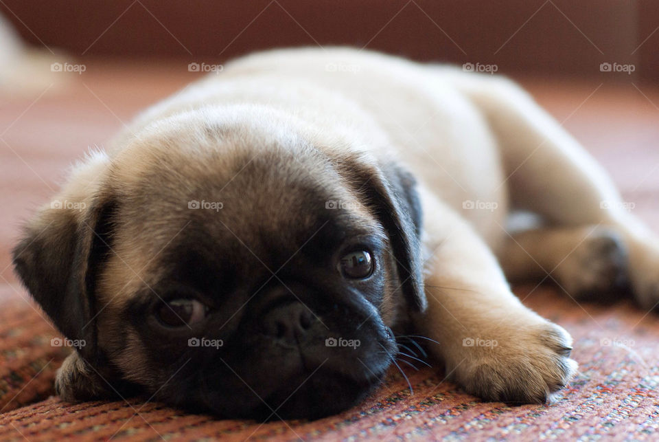 dog puppy pet rest by arthurmb