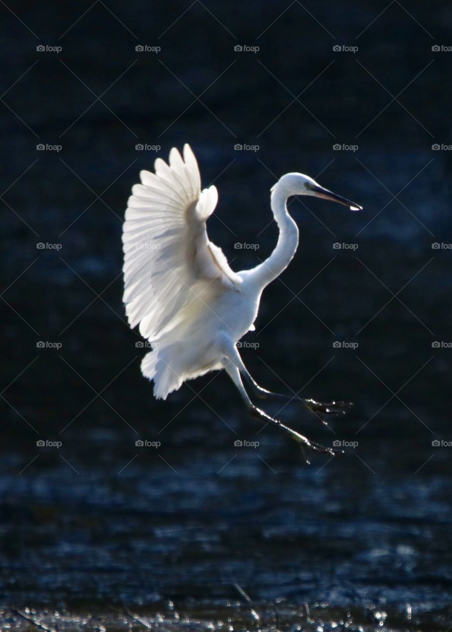 heron in flight with a fish in its beak ;) (I know this is not the best picture but it was from afar) 🦃