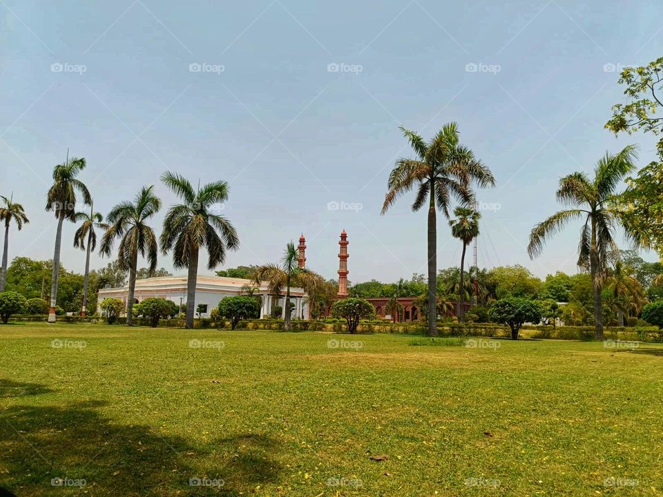 The park you sent me a photo of has several palm trees, and one of them is standing tall in the grass. It looks so serene and beautiful! 🌴✨