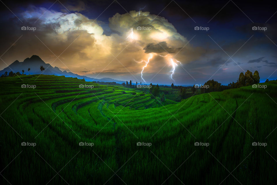 lighting thunderstrom at green rice fields