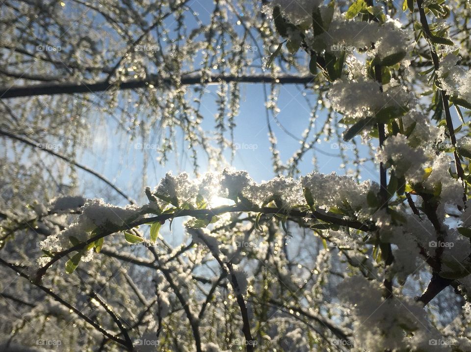 Glistening snow covered spring