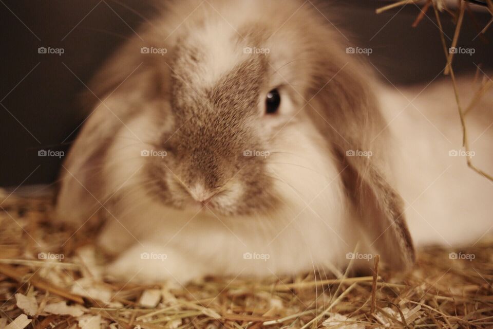 Adorable rabbit 