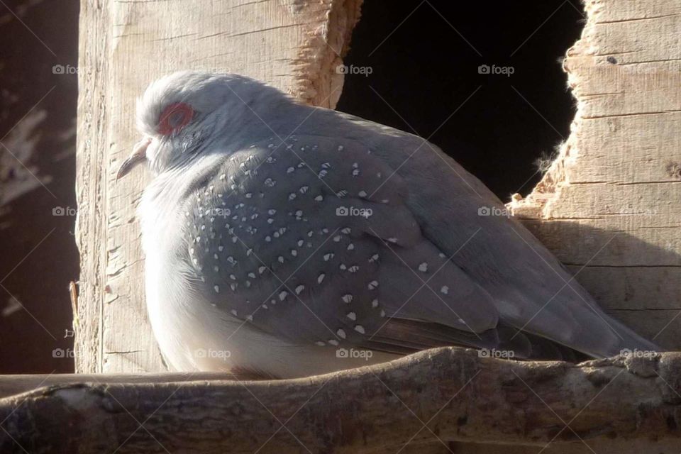 fat bird resting