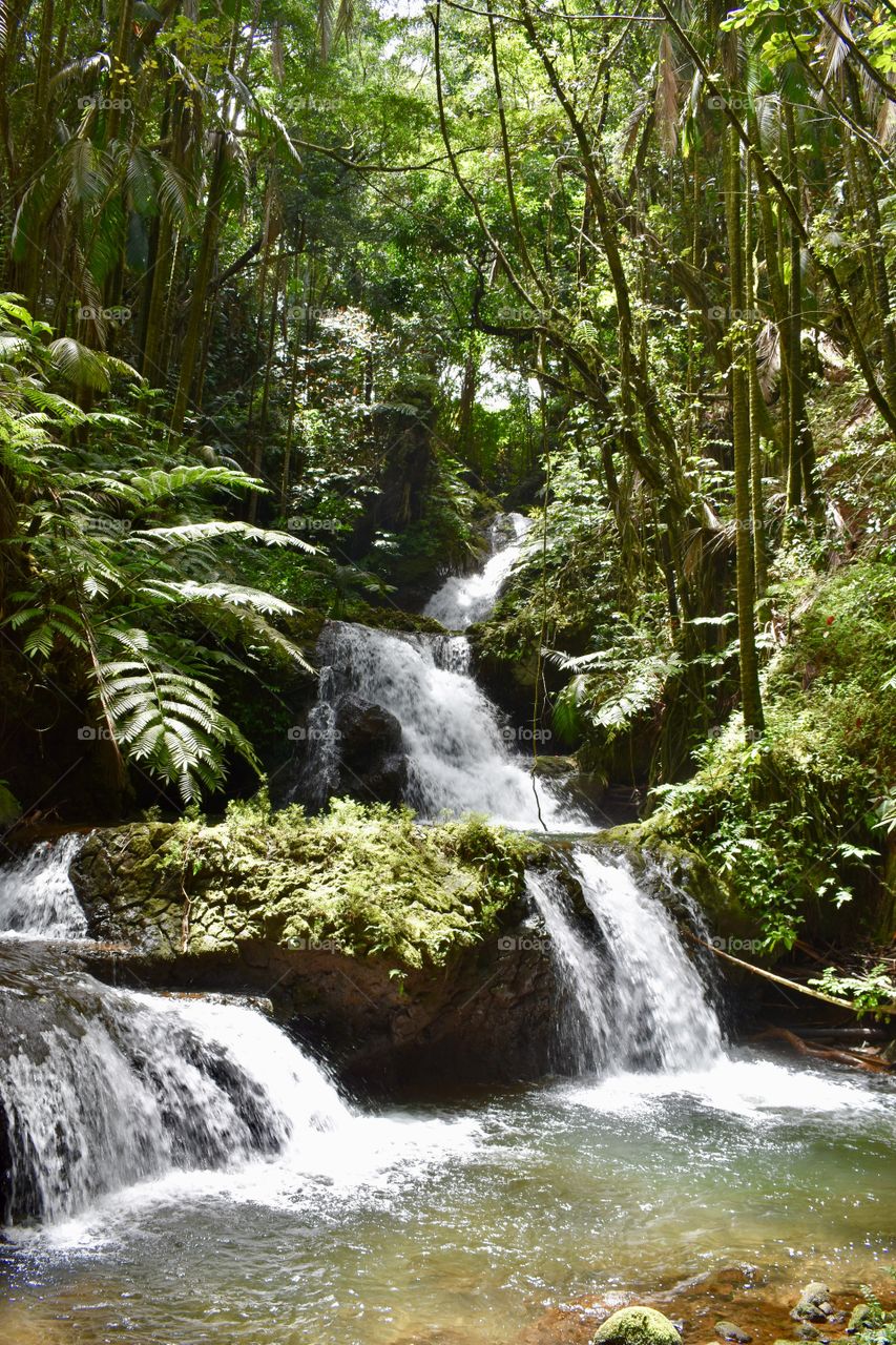 Onomea Falls is set amidst the natural forest of palms and ferns. Exotic mosses grow on the surrounding rocks and trees. Small fish and prawns thrive in the clear, cool water.