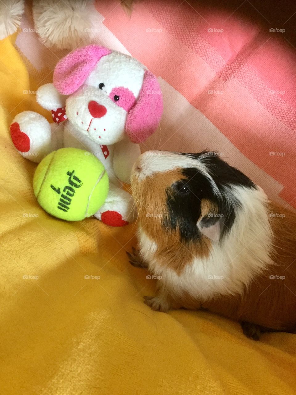 Guinea pig relaxing with his toys 