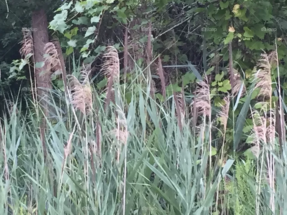 Tall grass