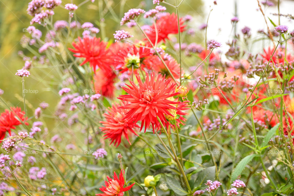 Red and purple flowers