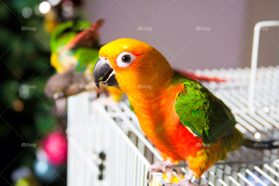 Sun conure and his friends