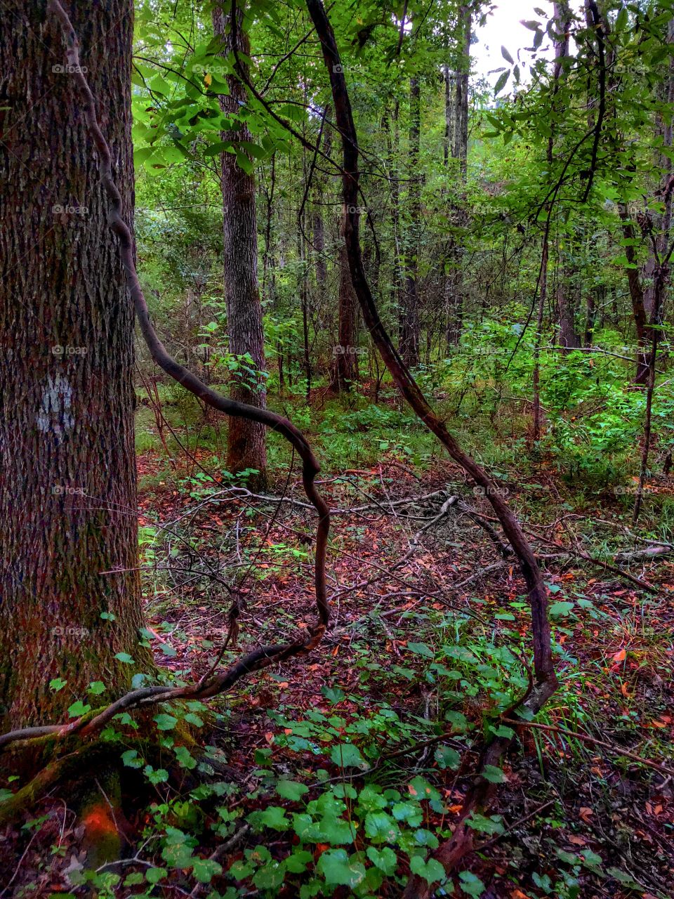 Forest Vines