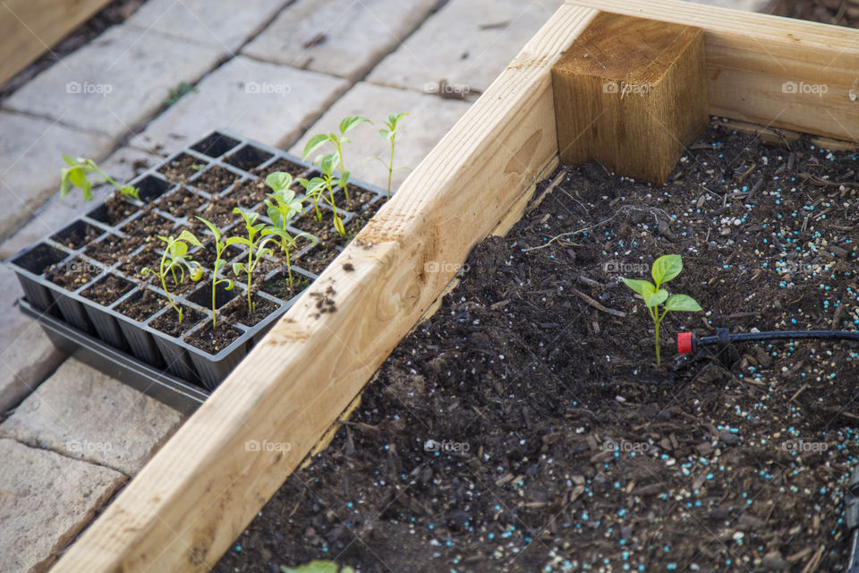 Planting 