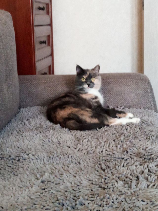 Cats Dusja