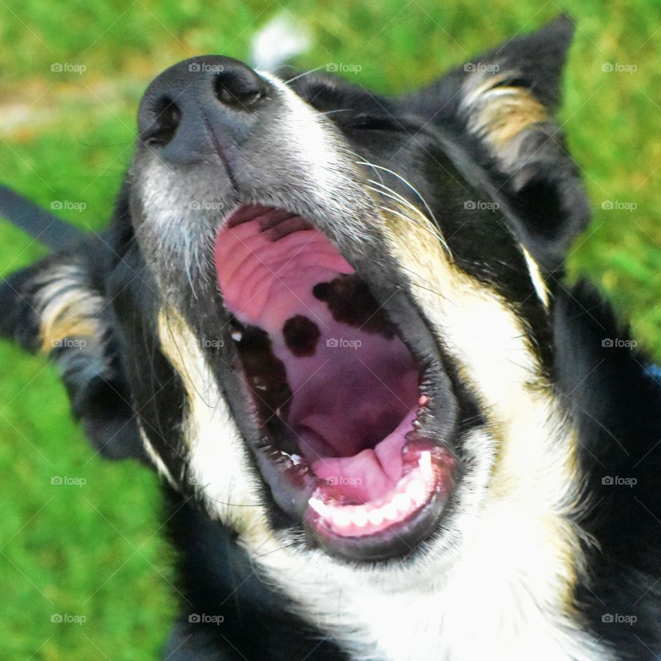 Yawning dog.