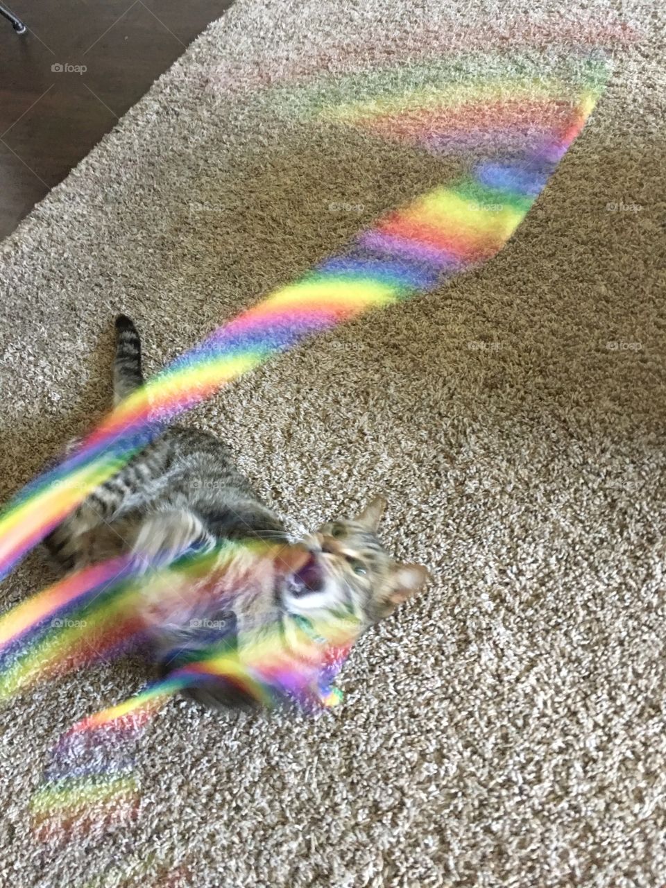 Playful Colors Part 2. Cat playing with colorful ribbon.
